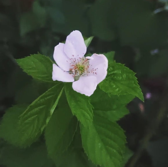 Meet your Posher, Ally - Picture 10 of 13